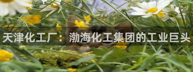 球盟会电子好黑